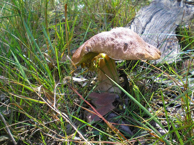 rowtras 065.jpg - Przerwa na grzybobranie.